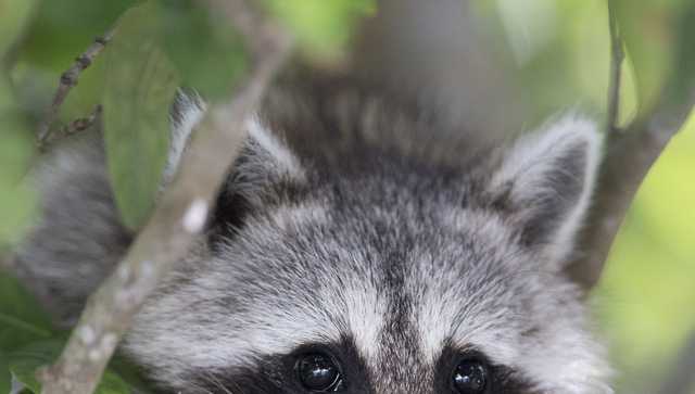5 rabid raccoons recently found in Boston, city officials say - Vimarsana News