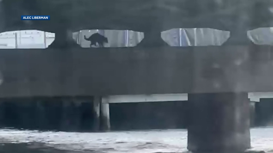 raccoon on bridge
