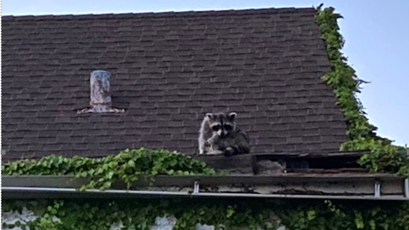 Raccoons live in condemned Omaha home that s had problems for 10 years