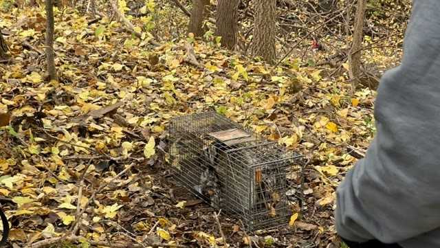 Investigating rabies in Omaha through multi-agency response
