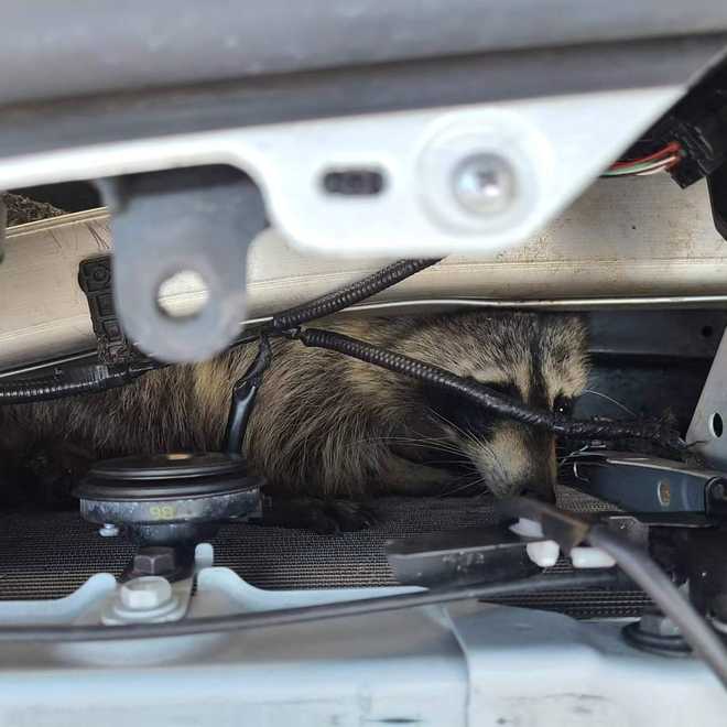 Raccoon found alive, lodged in car's grille after getting hit in