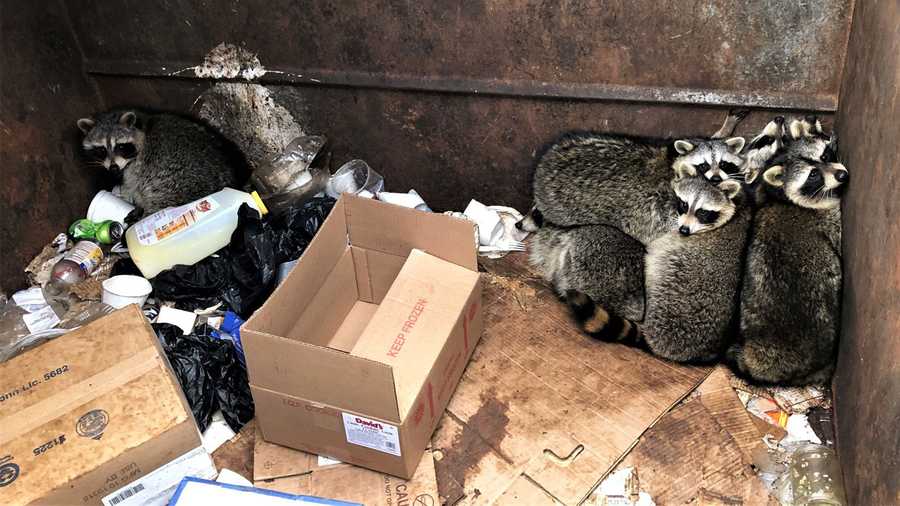 Group of 'fat and healthy' raccoons found in Cape Cod dumpster