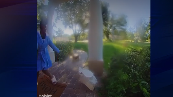 Angry raccoon chases woman, her dog in Orlando - Vimarsana News
