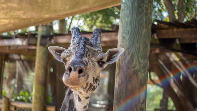 Brevard Zoo announces death of 25-year-old giraffe Rafiki - Vimarsana News