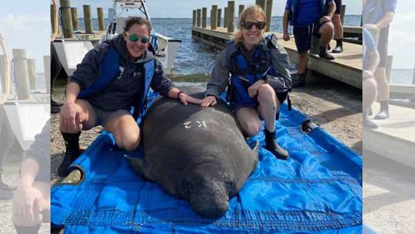 2 manatees rehabbed at Cincinnati Zoo released into the wild