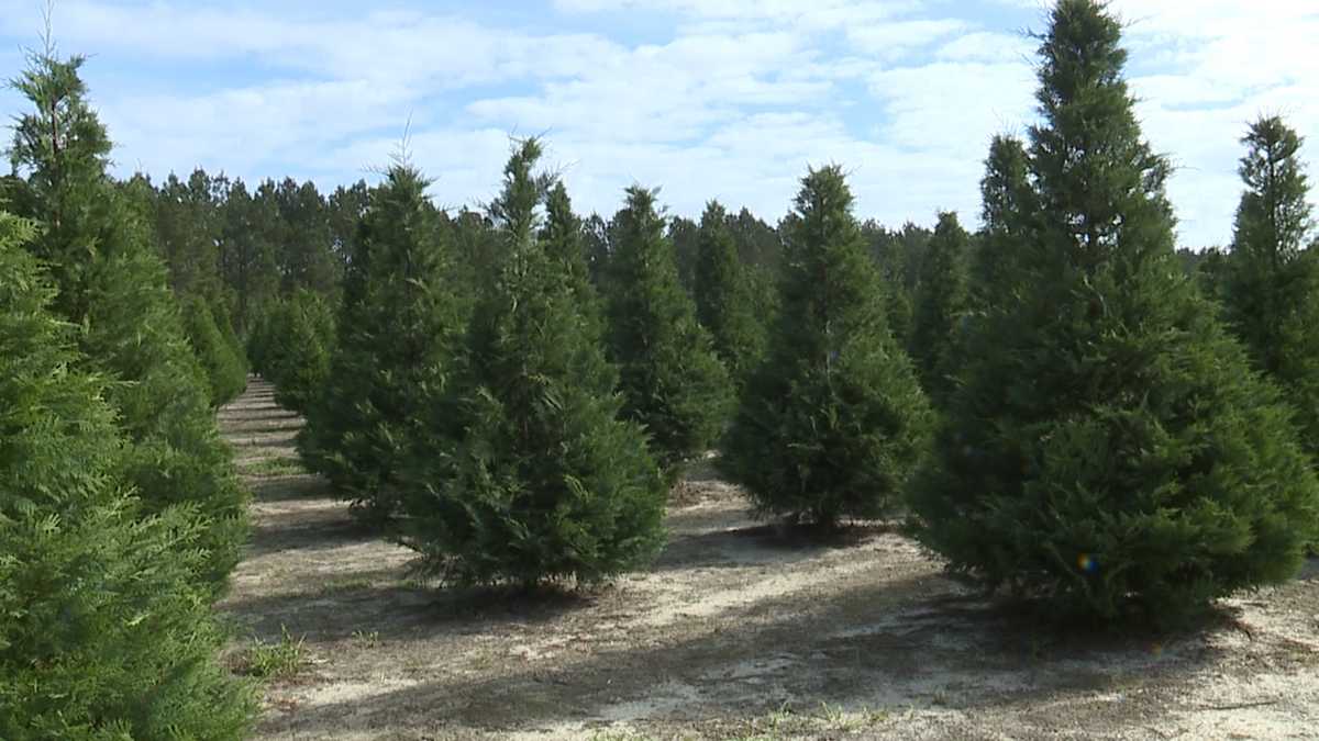 New Christmas tree farm to open in Effingham County Friday