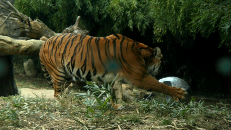 WATCH: Tiger at Cincinnati Zoo destroys toy with Raiders logo