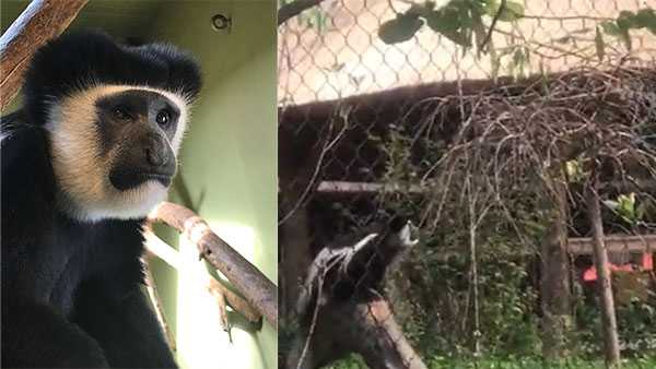 Louisville Zoo monkey escapes exhibits - Vimarsana News