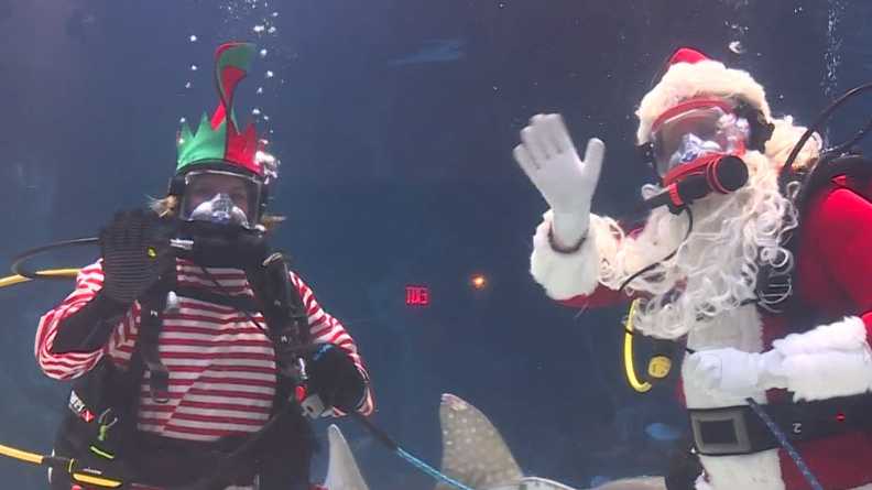 Randi Rico dives into the shark tank to visit Scuba Santa at Newport ...