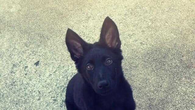 Reward grows for suspect in beheading of police officer's puppy - Vimarsana News