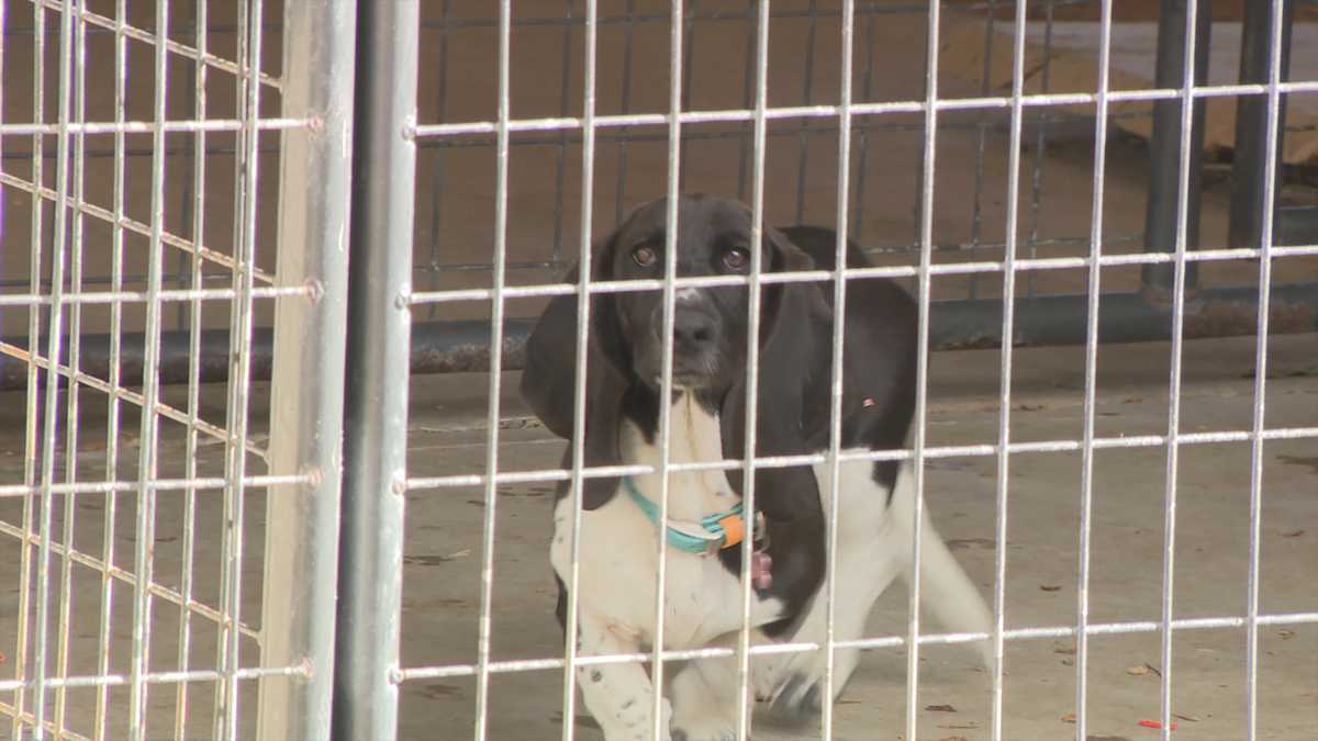 Copiah County Animal Shelter: Urgent Need for Foster Homes | Mississippi