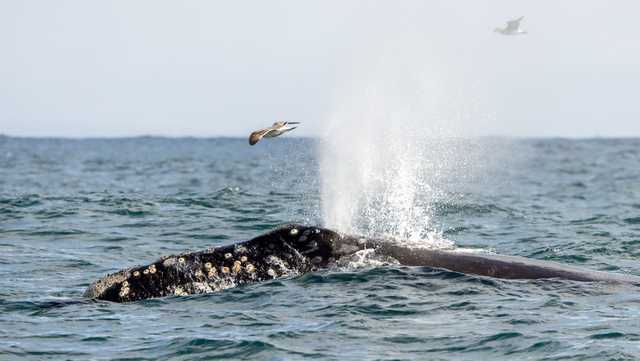Rare North Pacific Right Whale spotted in the Monterey Bay - Vimarsana News