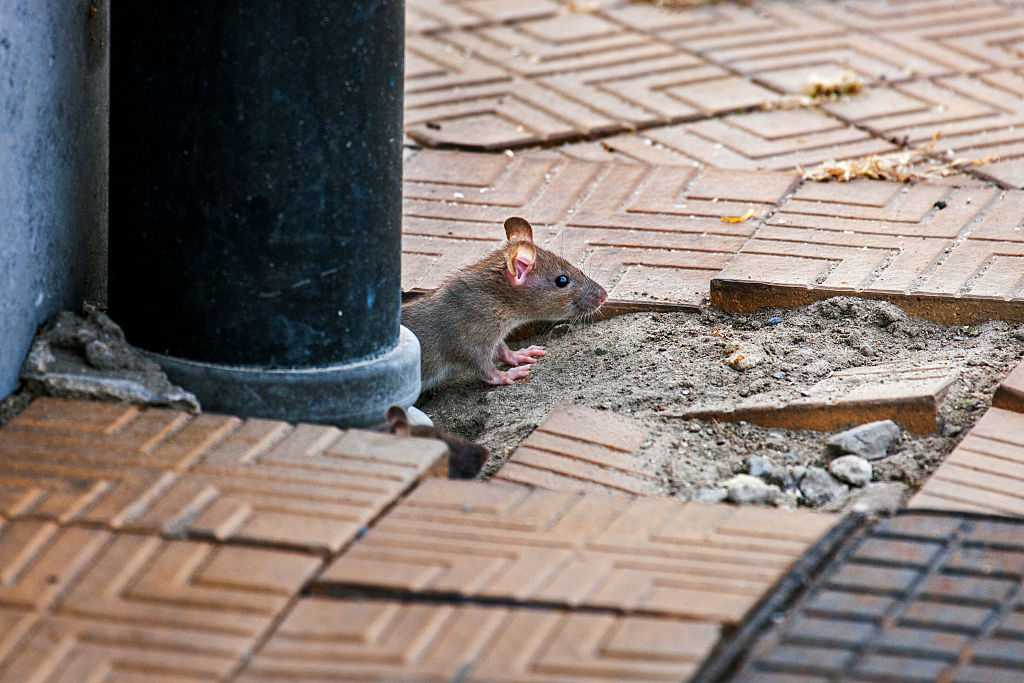 With Restaurants Closed, Rats Are Getting Aggressive, The CDC Says