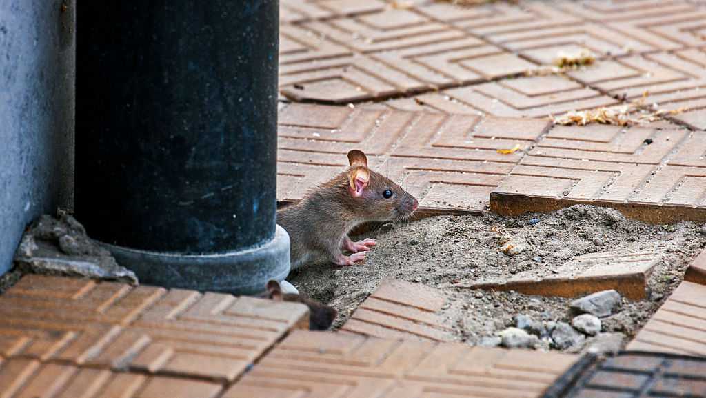 With restaurants closed, rats are getting aggressive, the CDC says