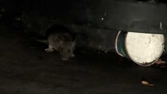 Boston City Council votes to create Office of Pest Control amid rat problem - Vimarsana News