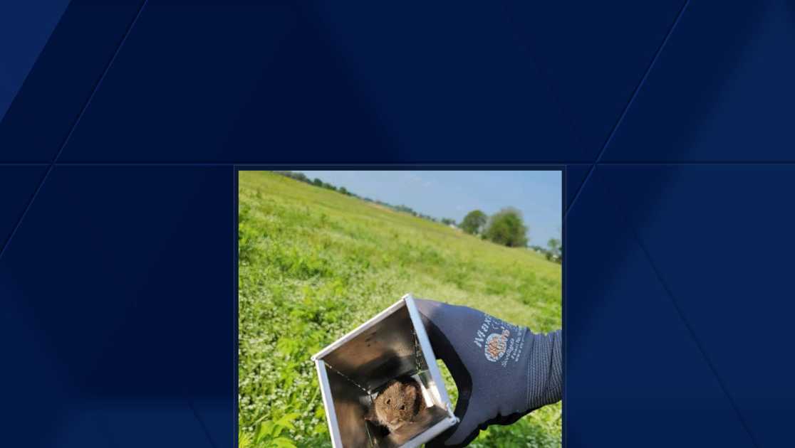 Biologists at the University of Arkansas have discovered a new virus in ...