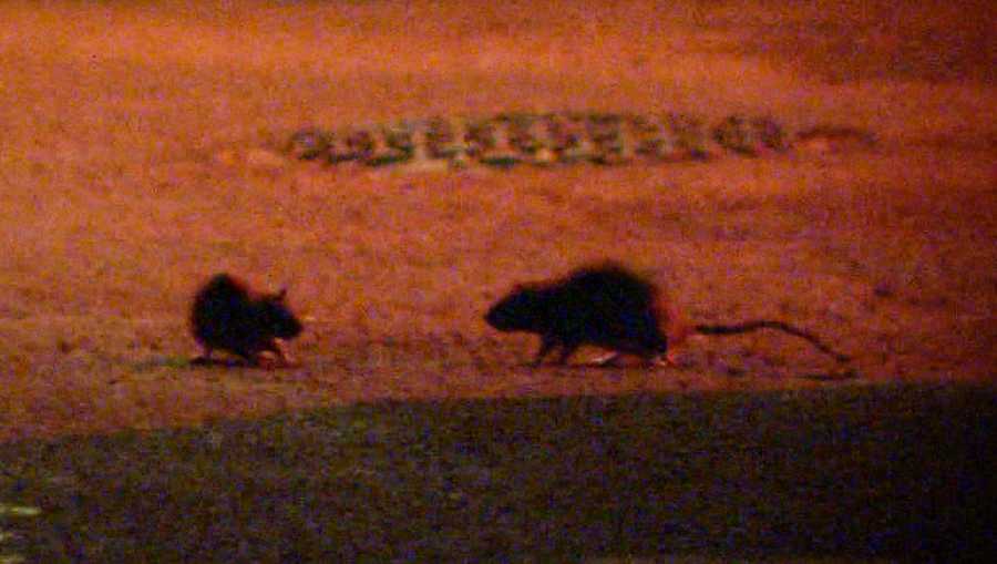 rats on a street