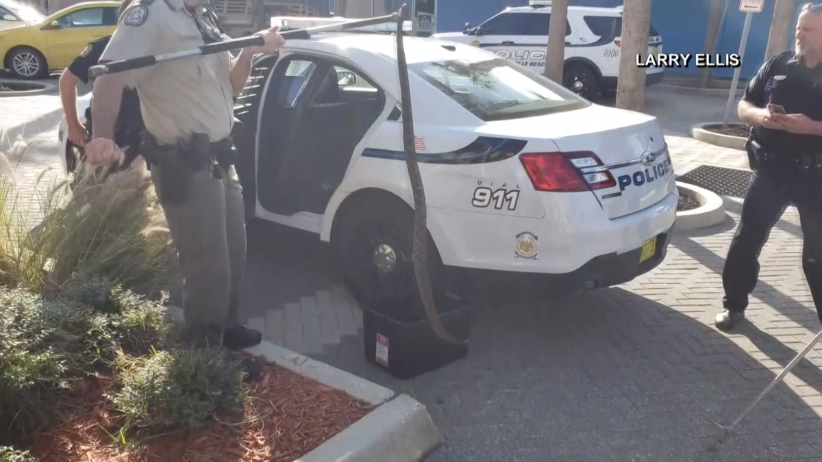 Florida police hold rattlesnake in the back of a patrol car
