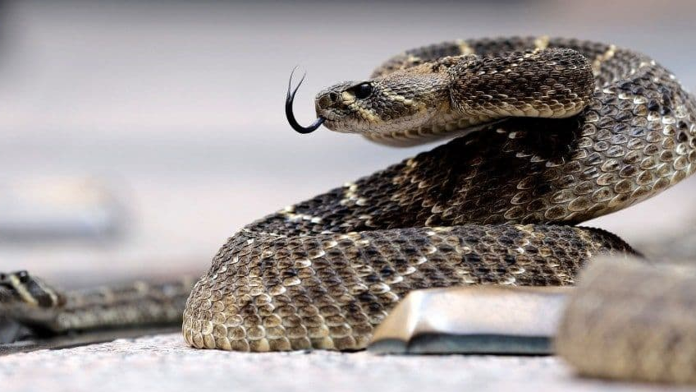 Police Rattlesnake sightings increasing on Tybee Island