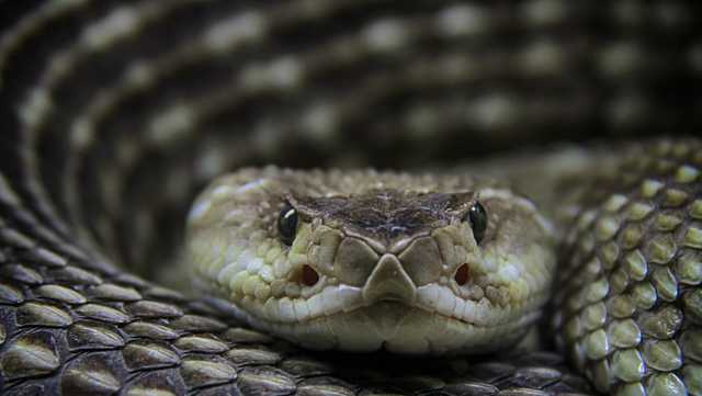 3-year-old California girl flown to UC Davis after rattlesnake bite in Chico driveway - Vimarsana News