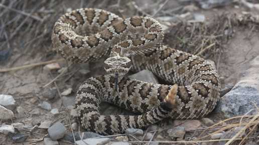 Rattlesnake bites kayaker