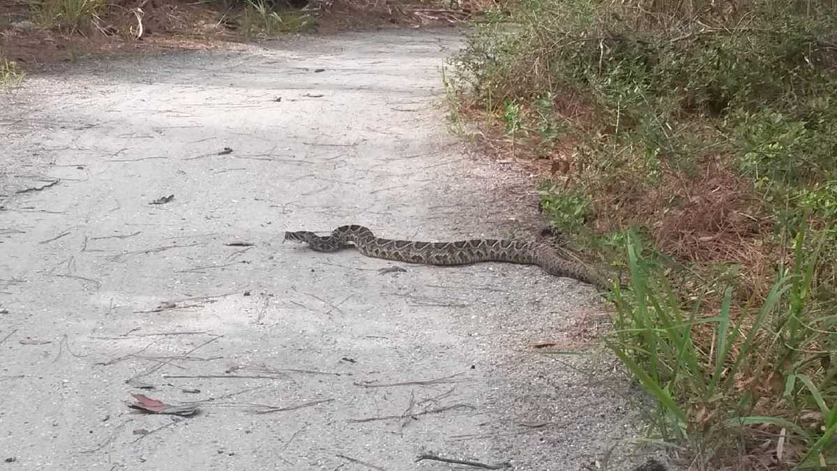 SLIDESHOW: Hunting Island visitor finds large rattlesnake