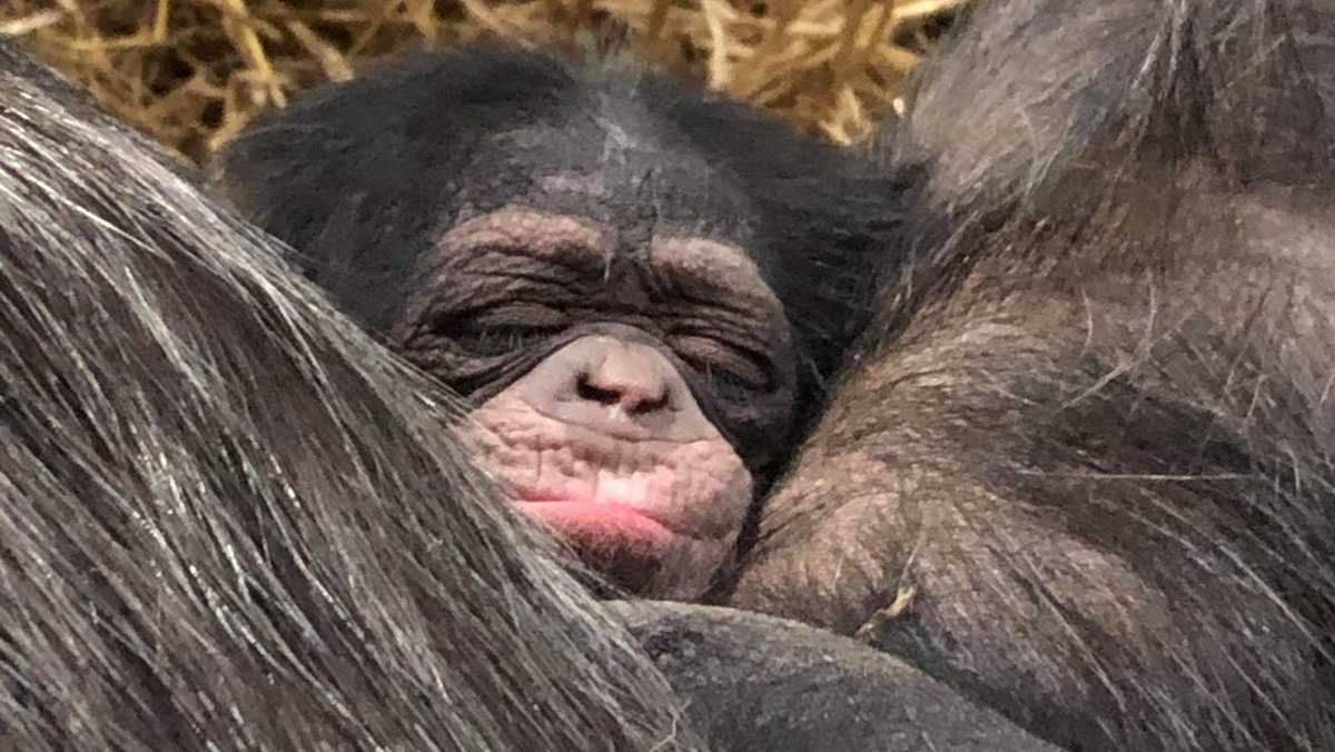 The Maryland Zoo welcomes baby chimpanzee