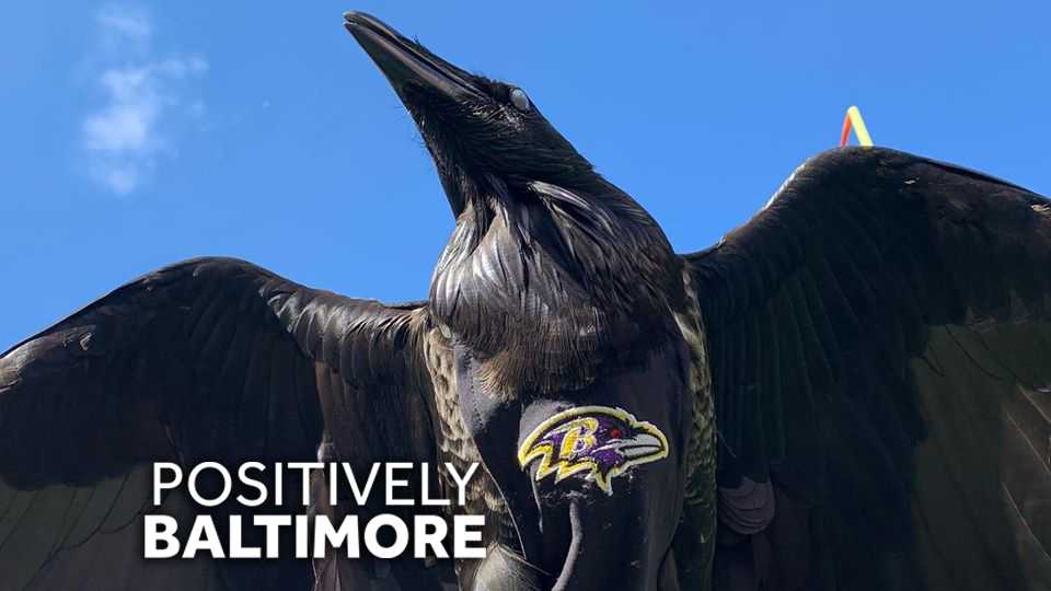 On The Wild Side: Ravens are among the world's most intelligent birds –  Beach Metro Community News