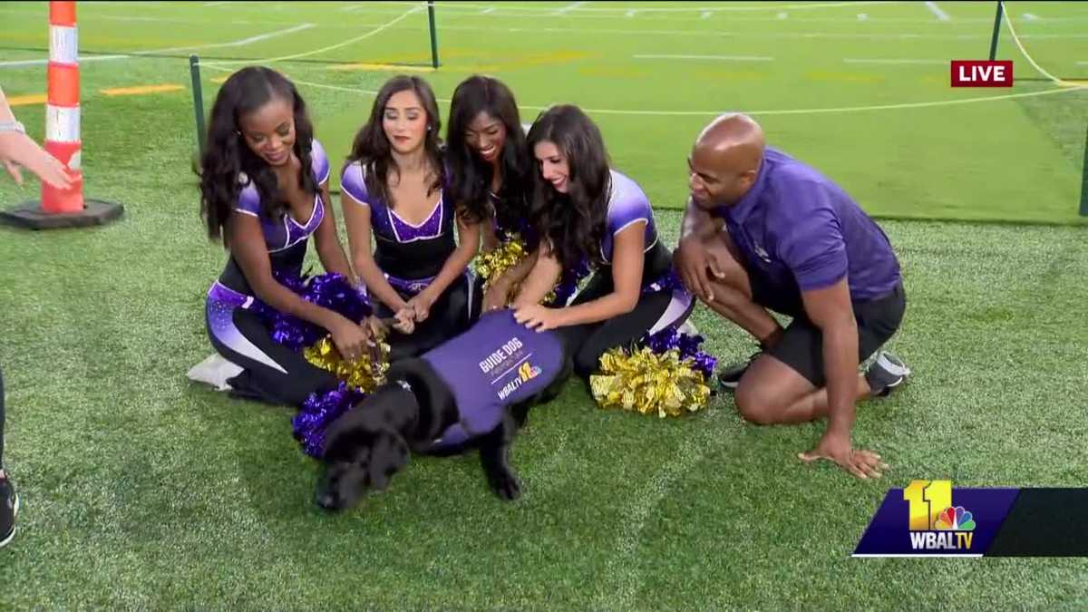 Team Spotlight: How the Baltimore Ravens Cheerleaders Perfected Their New  Signature Uniform!