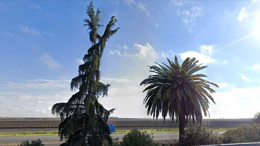 where the palm meets the pine, state route 99, madera county, calif.