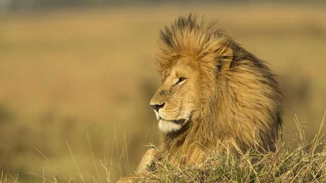 Trophy hunter shot dead while trying to bag his second lion 