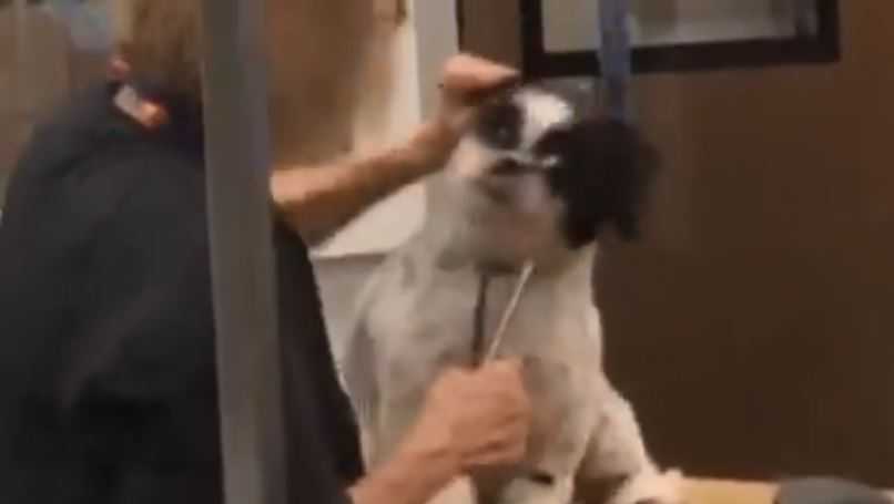                                      <p>A PetSmart groomer in Katy has been fired after she was captured on video Thursday violently tending to a small dog.</p>                                 