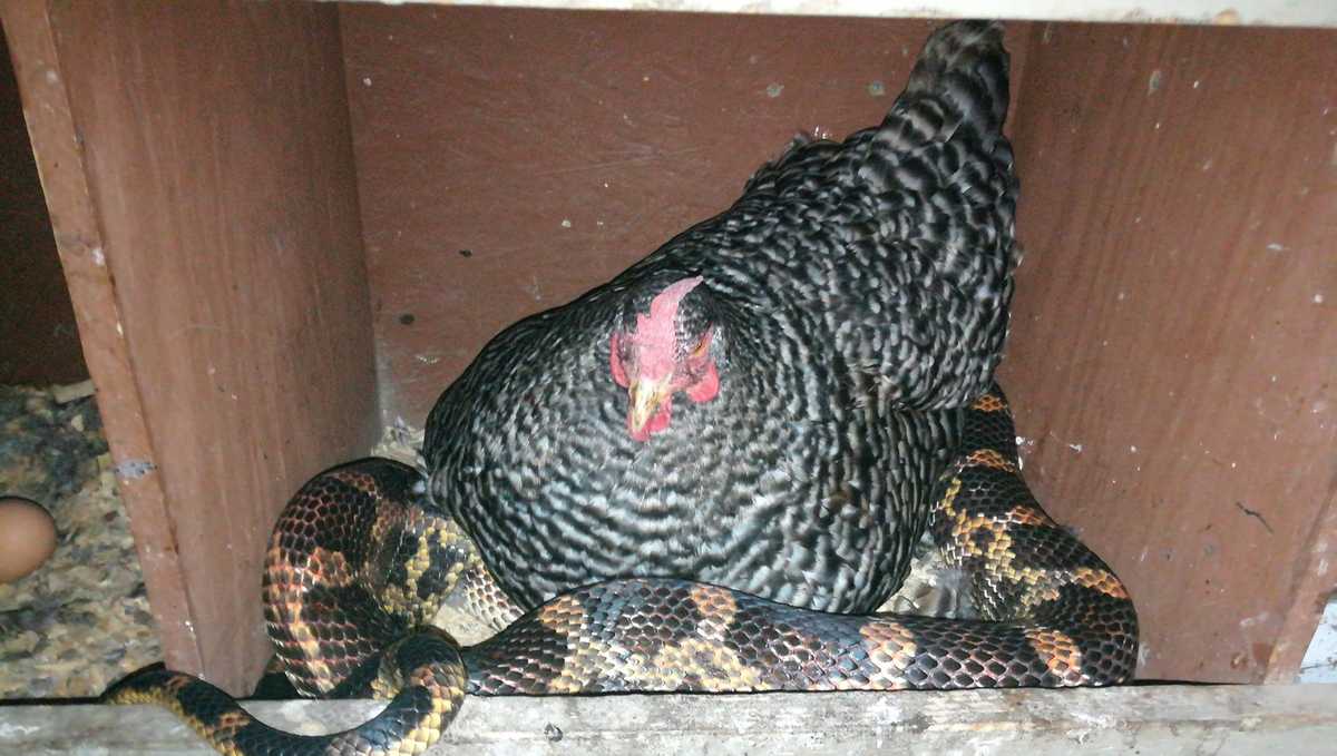 Hen sits on egg-thieving snake, leaving both the snake and the human no