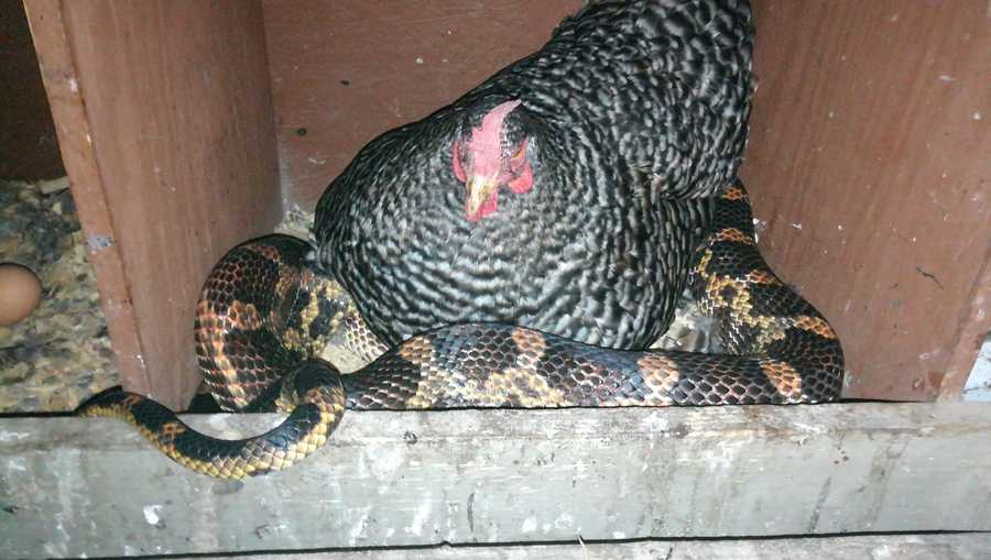 Sara Allison, of Hull, Texas, found a snake trying to slither underneath her parent's chicken Wednesday night.