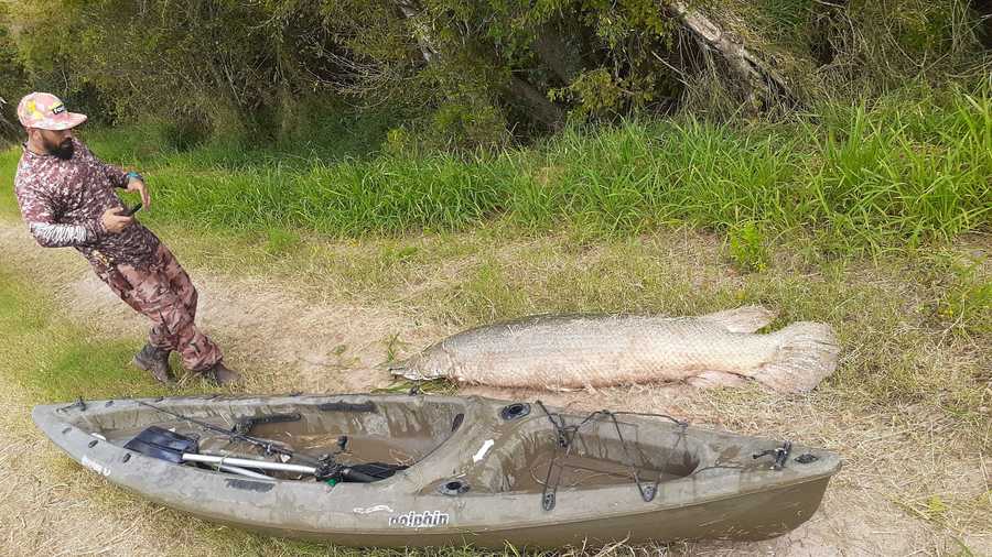 Texas man Chris Hernandez came out victorious and reeled in a 7-foot, 200-pound alligator gar after a 40-minute fight while he was out fishing on his kayak earlier this week. 