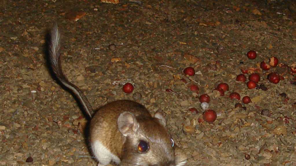 Endangered species seen in California for first time in 75 years - Vimarsana News