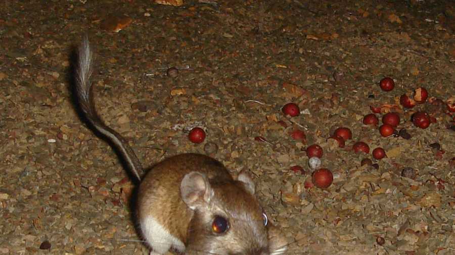 An Encounter with the Giant Kangaroo Rat