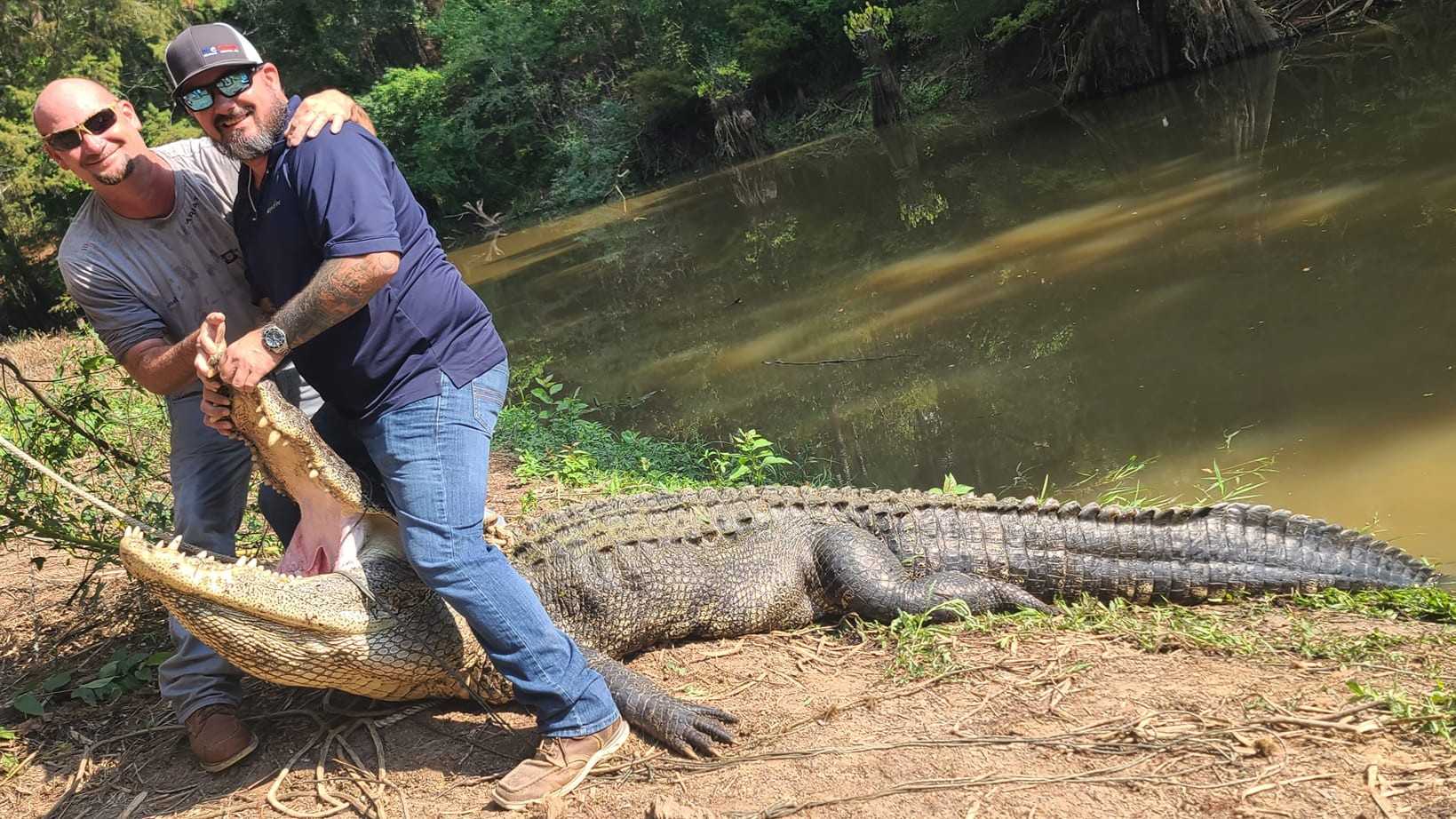 13-foot-long, 680-pound alligator from Texas caught after 20-year
