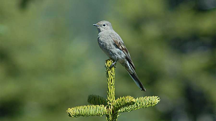 Townsend's solitaire
