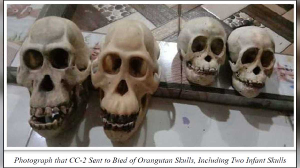 Mass. man sentenced in endangered wildlife trafficking case