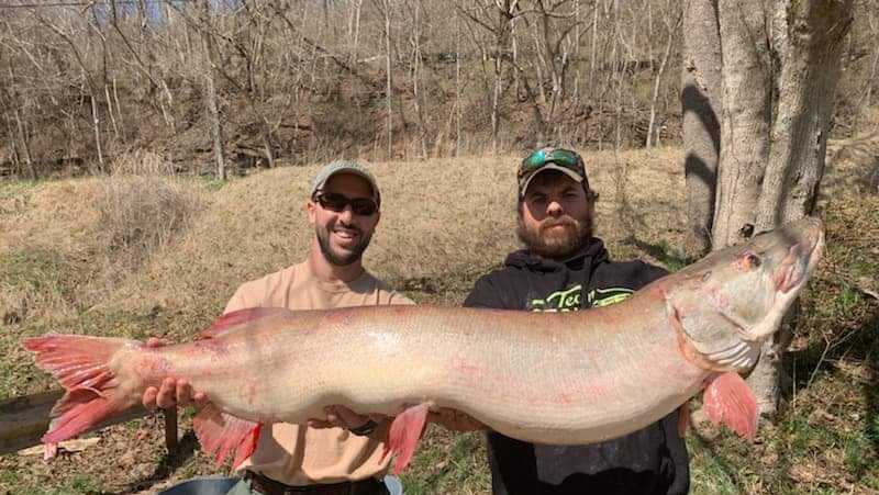 Angler catches state's record-breaking musky at 51 pounds