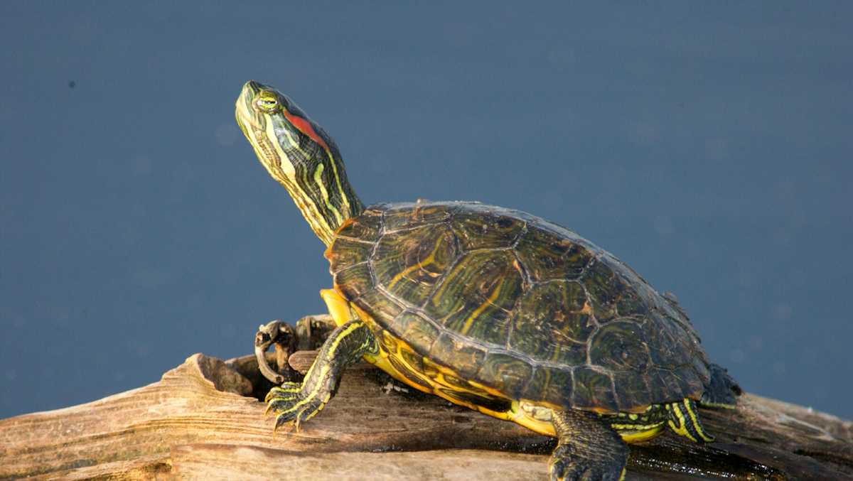 Grass fire reveals bizarre turtle poaching case in Bootheel