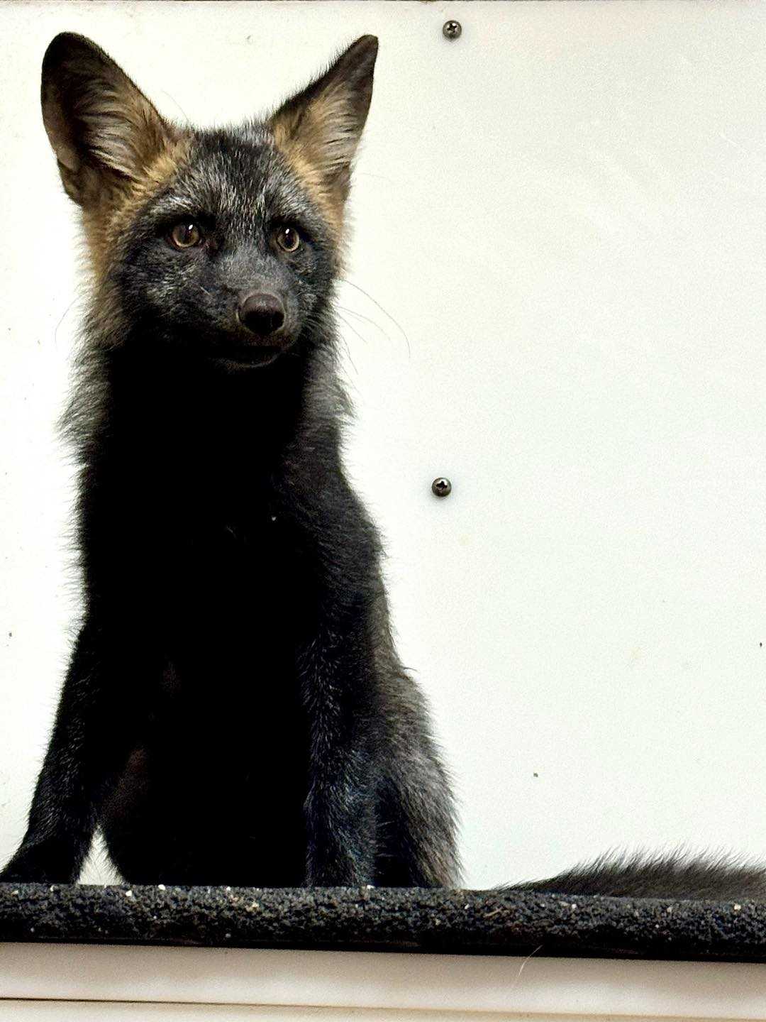 The Cincinnati Zoo has a new furry friend, a red fox
