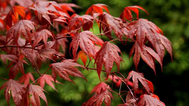 Hundreds Of Free Trees Up For Grabs At Louisville Giveaway This Weekend