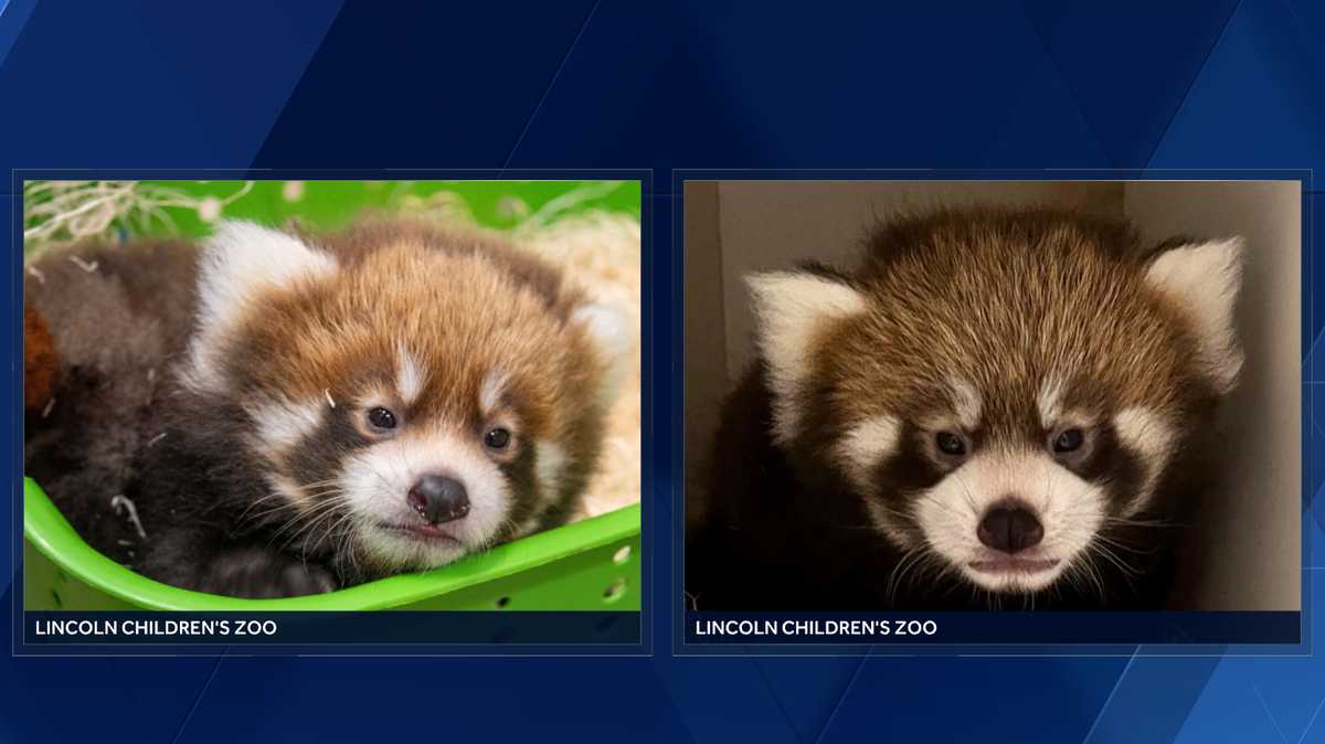 Zoo announces birth of twin red pandas