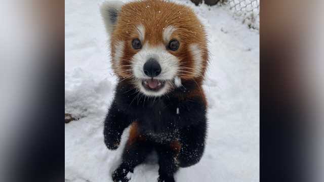 Oklahoma City Zoo hosts red panda live cam