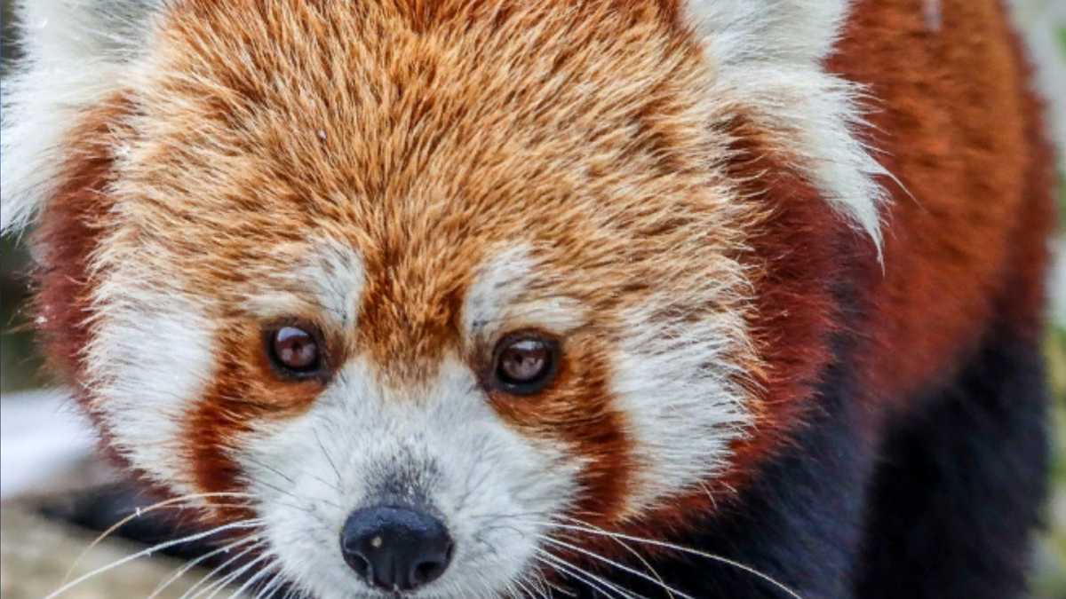 Omaha Henry Doorly Zoo announces 6yearold red panda