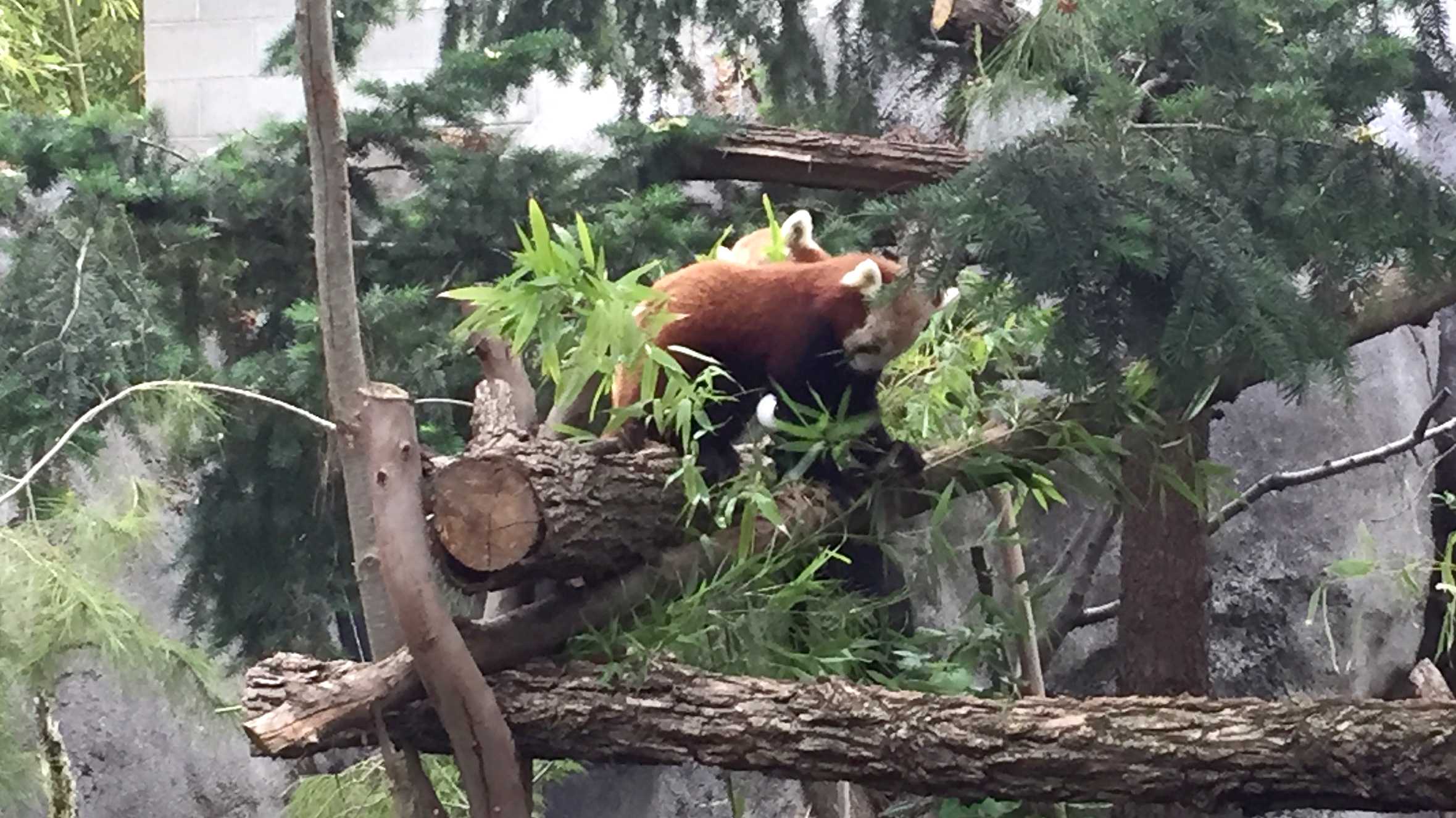 Red Pandas They Seem Cuddly But They Re Not Red Pandas They Seem Cuddly But They Re Not