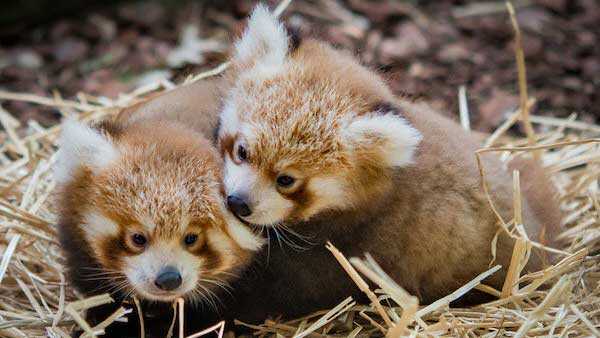 red panda cubs with mom
