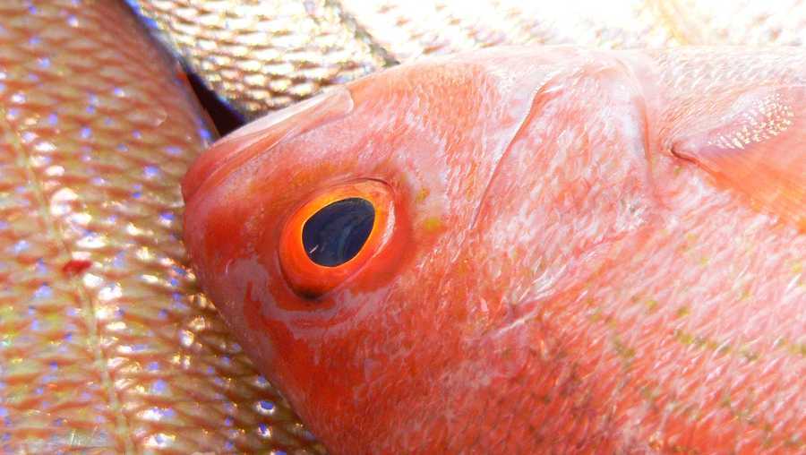 Alabama's red snapper season to open in May